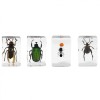 Celestron 3D Bug Specimen Kit  No. 5
