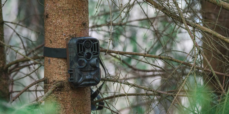 Review of the Braun Scouting Black800 WiFi Trail Camera